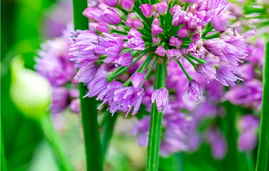 Allium 'Millenium' Allium 'Millenium'
