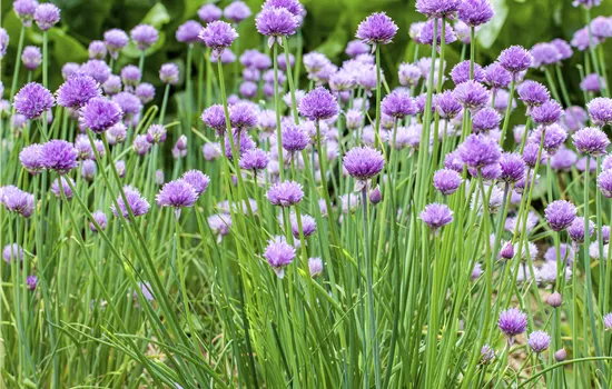 Allium schoenoprasum (Schnittlauch) Allium schoenoprasum (Schnittlauch)