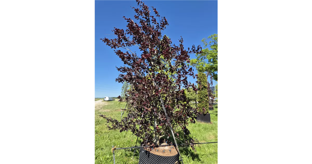 Fagus sylvatica 'Swat Magret'