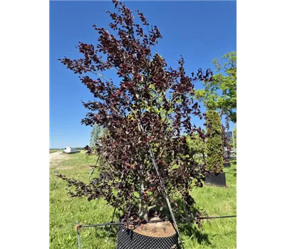 Fagus sylvatica 'Swat Magret' Fagus sylvatica 'Swat Magret'
