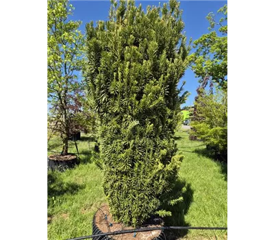 Cephalotaxus harr. 'Fastigiata' Cephalotaxus harr. 'Fastigiata'