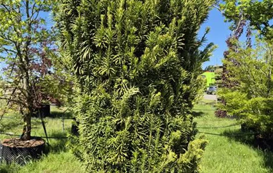 Cephalotaxus harr. 'Fastigiata'