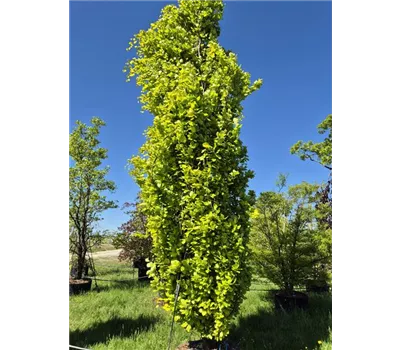 Fagus syl. 'Dawyck Gold' Fagus syl. 'Dawyck Gold'