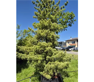Pinus parviflora 'Tempelhof' Pinus parviflora 'Tempelhof'