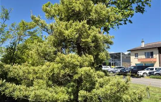 Pinus parviflora 'Tempelhof'