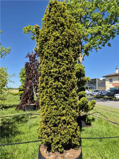 Taxus bacc. 'Fastigiata Aurea'