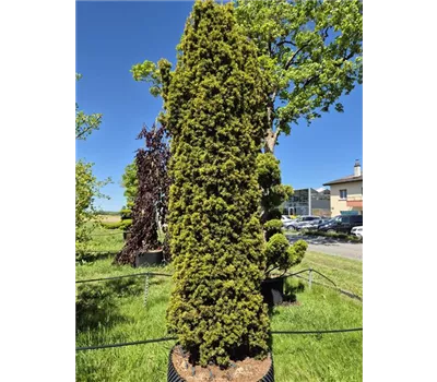 Taxus bacc. 'Fastigiata Aurea' Taxus bacc. 'Fastigiata Aurea'