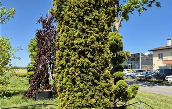 Taxus bacc. 'Fastigiata Aurea'