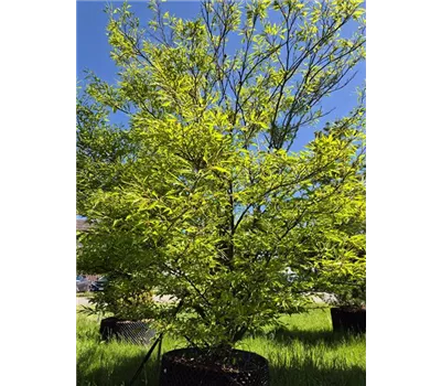 Fagus syl. 'Asplenifolia' Fagus syl. 'Asplenifolia'