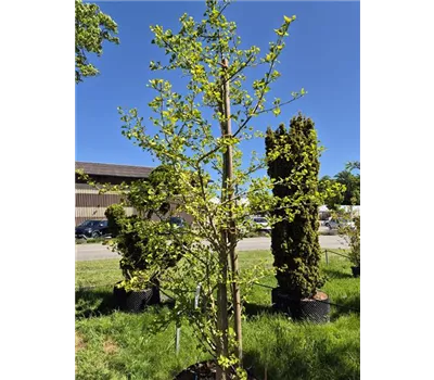 Ginkgo biloba Ginkgo biloba