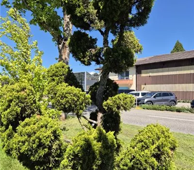 Juniperus chinensis 'Kaizuka' Juniperus chinensis 'Kaizuka'