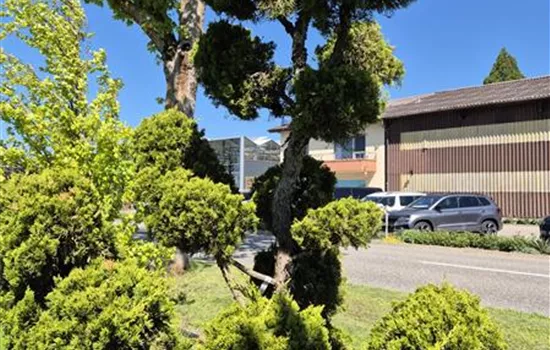 Juniperus chinensis 'Kaizuka'