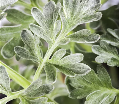 Artemisia absinthium (Wermut) Artemisia absinthium (Wermut)