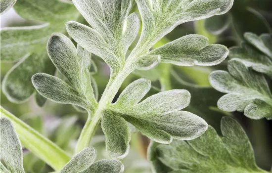 Artemisia absinthium (Wermut)