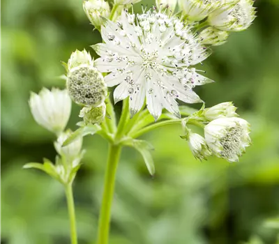 Astrantia major