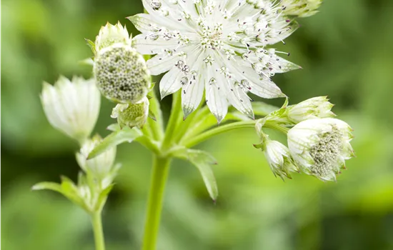 Astrantia m. 'Sparkling Star White'