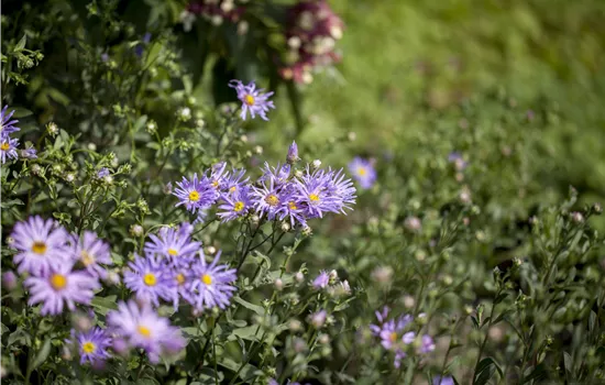 Aster amellus 'Rudolf Goethe'