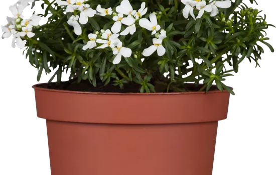 Iberis sempervirens 'Appen-Etz'