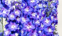 Rittersporn 'Jupiter Blue'