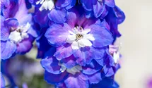 Rittersporn 'Jupiter Blue'