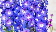 Rittersporn 'Jupiter Blue'