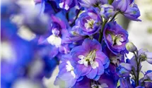 Rittersporn 'Jupiter Blue'