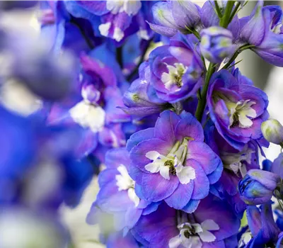Delphinium P.-H. 'Jupiter F1 Blue' Delphinium P.-H. 'Jupiter F1 Blue'