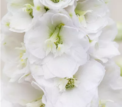 Delphinium P.-H. 'Jupiter F1 White' Delphinium P.-H. 'Jupiter F1 White'