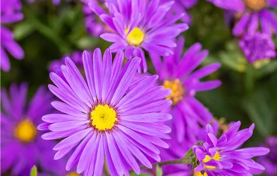 Aster amellus 'Veilchenkönigin'