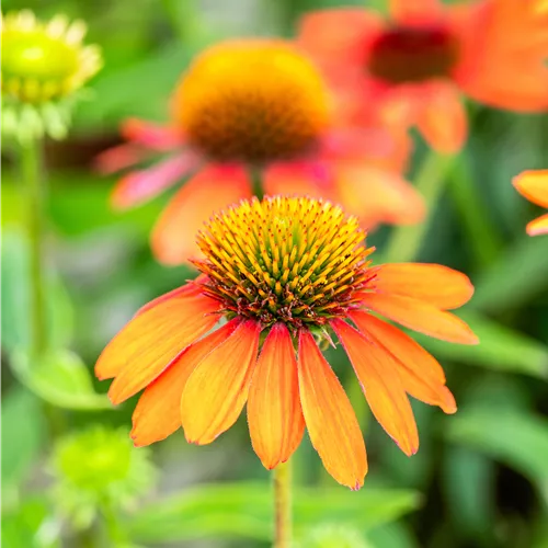 Echinacea purpurea 'Sombrero Adobe Orange' Echinacea purpurea 'Sombrero Adobe Orange'