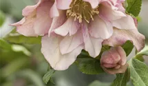 Rose-de-noël
