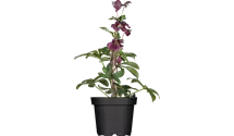 Rose-de-noël