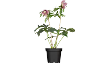 Rose-de-noël