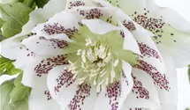 Rose-de-noël
