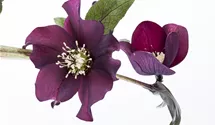 Rose-de-noël