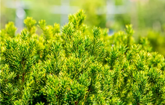 Taxus baccata 'Overeynderi'