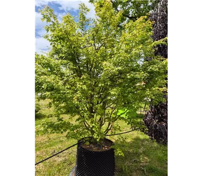 Acer palmatum 'Oregon Sunset' Acer palmatum 'Oregon Sunset'
