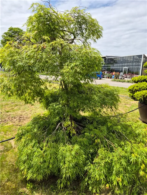 Acer palmatum 'Dissectum'