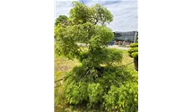 Erable palmé 'Dissectum'