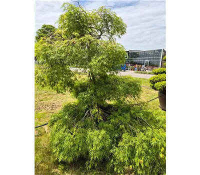 Acer palmatum 'Dissectum' Acer palmatum 'Dissectum'