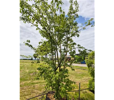 Acer rufinerve Acer rufinerve