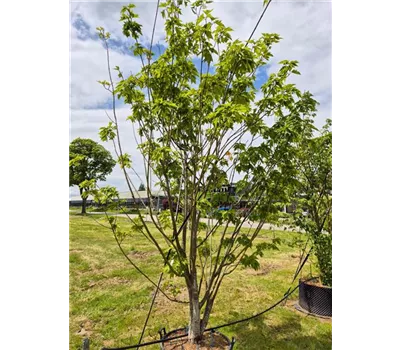 Acer rufinerve Acer rufinerve