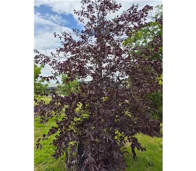 Fagus sylvatica 'Purpurea Tricolor' Fagus sylvatica 'Purpurea Tricolor'