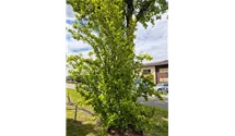Fagus sylvatica 'Dawyck' (Fastigiata)