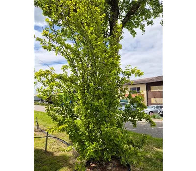 Fagus sylvatica 'Dawyck' (Fastigiata) Fagus sylvatica 'Dawyck' (Fastigiata)