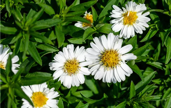 Aster dumosus 'Alpha White'