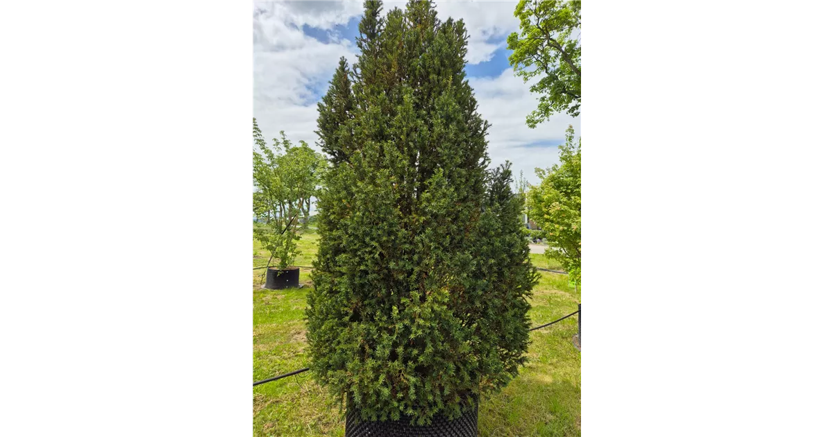 Taxus baccata 'Overeynderi'
