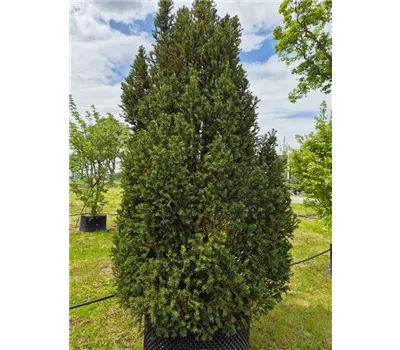 Taxus baccata 'Overeynderi' Taxus baccata 'Overeynderi'