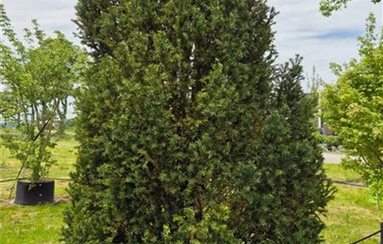 Taxus baccata 'Overeynderi'