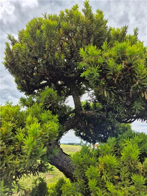 Taxus cuspidata 'Intermedia'